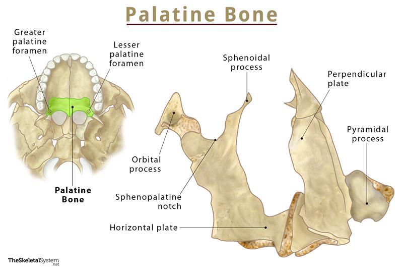 palatal process of maxilla