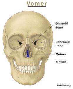 Vomer – Definition, Location, Functions, Anatomy, & Diagram