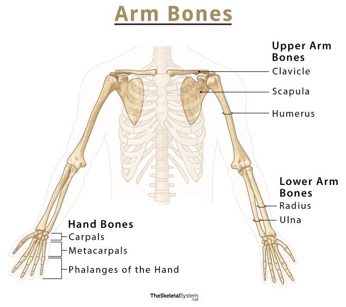 Bones of the arm