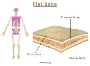 flat bone definition