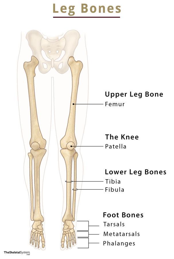 leg bone labeled