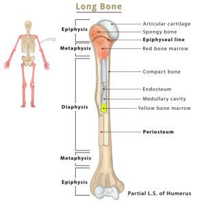 Long Bones – Anatomy, Examples, Function, & Labeled Diagram