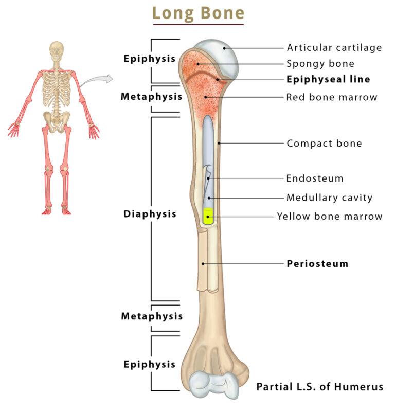 Long Bones Anatomy, Examples, Function, & Labeled Diagram