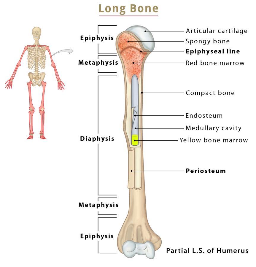 compact spongy bone diagram