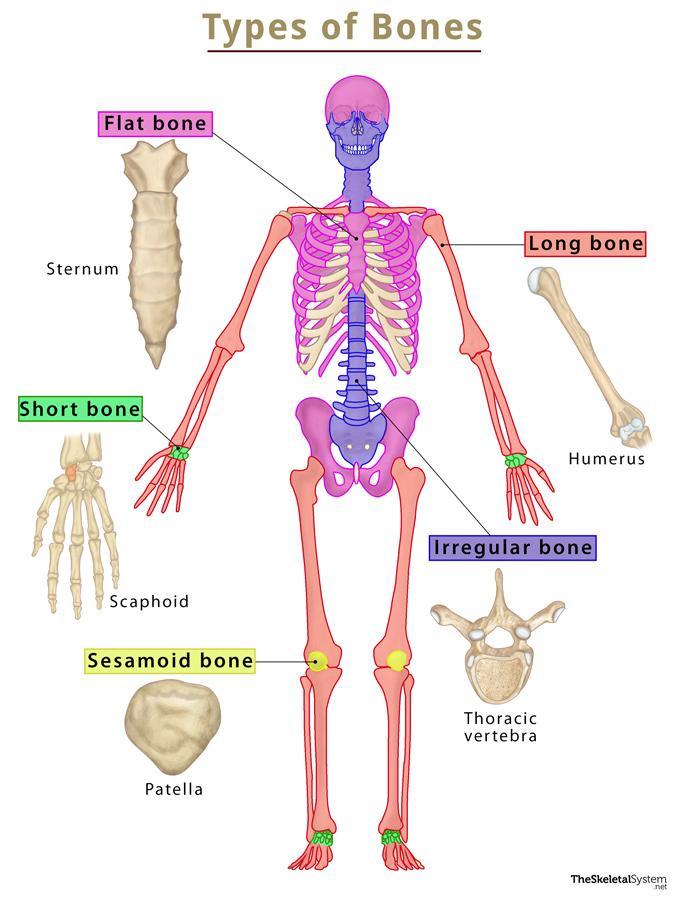 Types Of Bones 