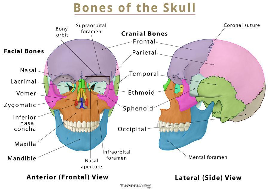 The Skull Names of Bones in the Head, with Anatomy, & Labeled Diagram