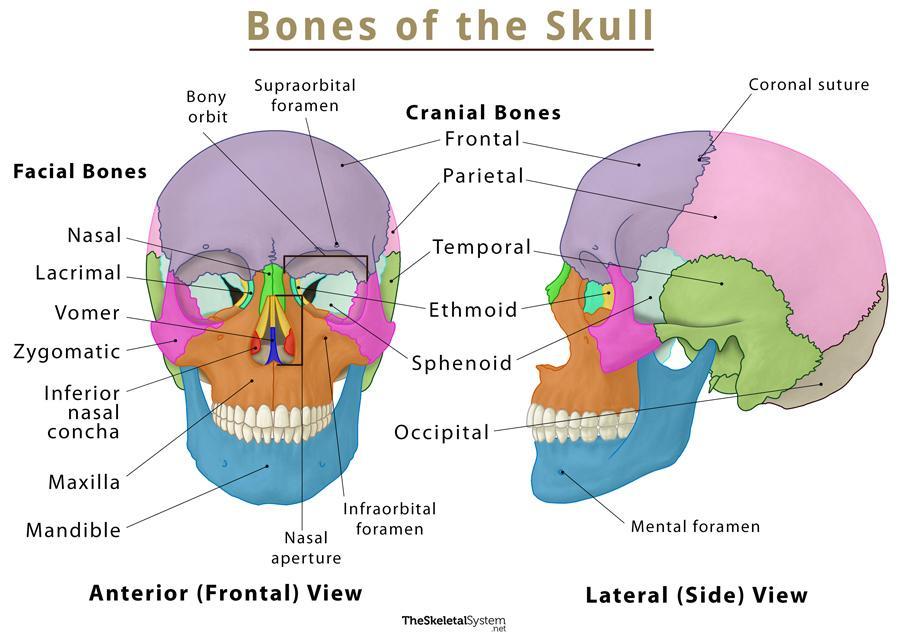 The Skull Names Of Bones In The Head With Anatomy Labeled Diagram