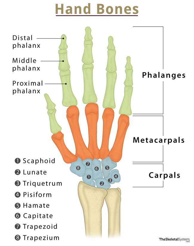 metacarpal bones names