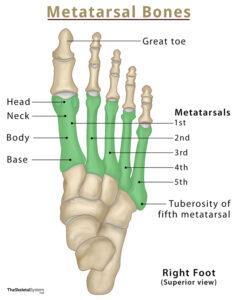 Metatarsal Bones – Definition, Location, Anatomy, & Functions