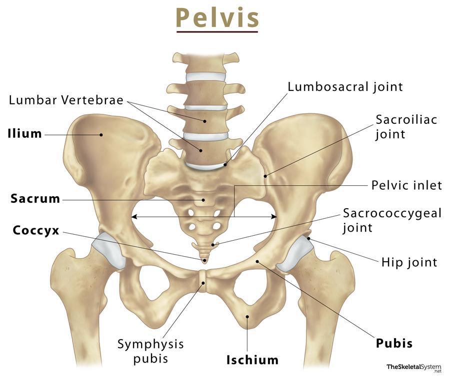 Male and Female Pelvic Girdles Diagram