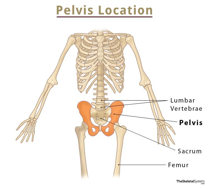 Pelvic Girdle and Leg Diagram