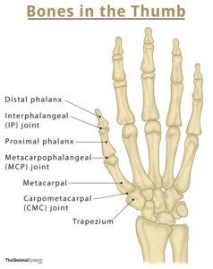 Hand Bones - Names & Structure with Labeled Diagrams