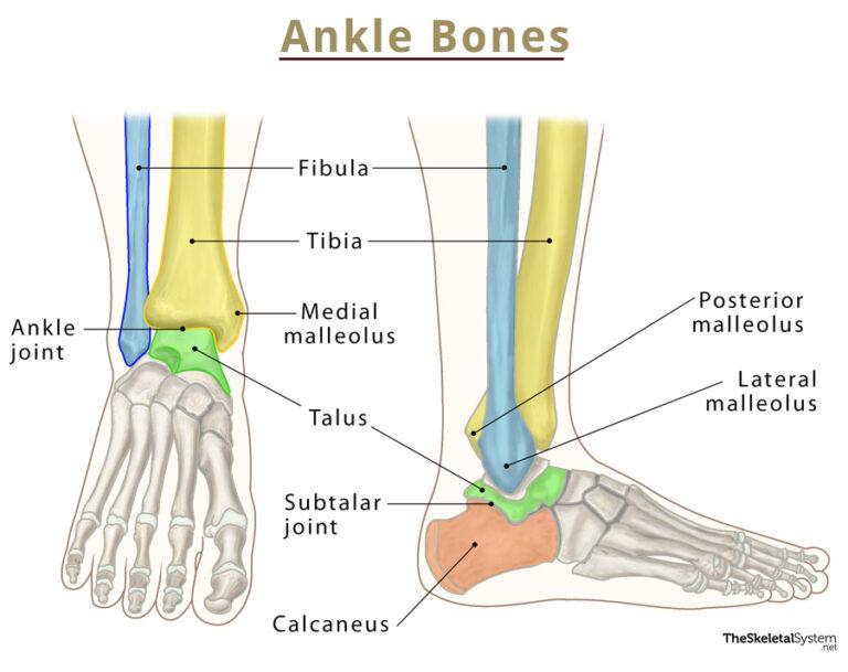 ankle-bones-names-and-anatomy-with-labeled-diagrams