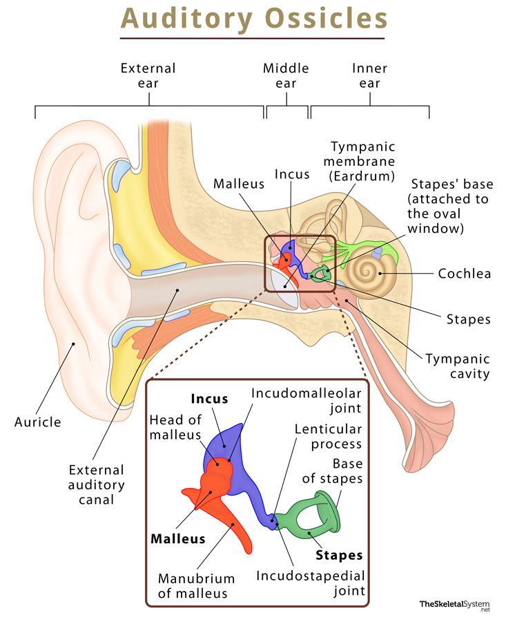 Stapes: Anatomy, structure and function