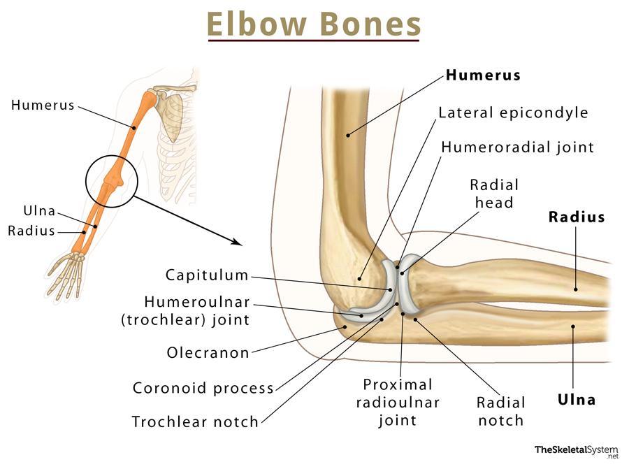 elbow bones diagram