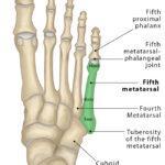 Tibia (Shin Bone): Definition, Location, Anatomy, & Diagrams