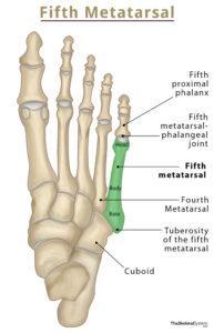 Fifth Metatarsal Bone Location, Anatomy, & Diagram