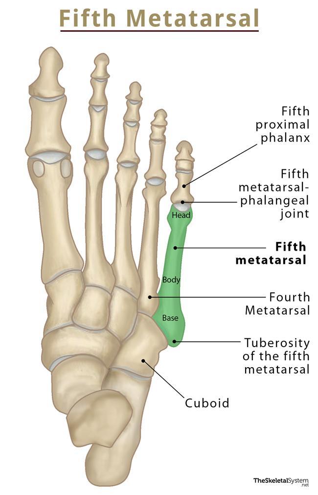 Fifth Metatarsal Bone Location Anatomy Diagram 56 OFF