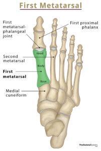 First Metatarsal Bone Location, Anatomy, & Diagram