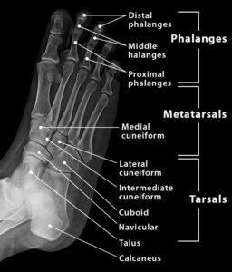 Foot Bones - Names, Anatomy, Structure, & Labeled Diagrams