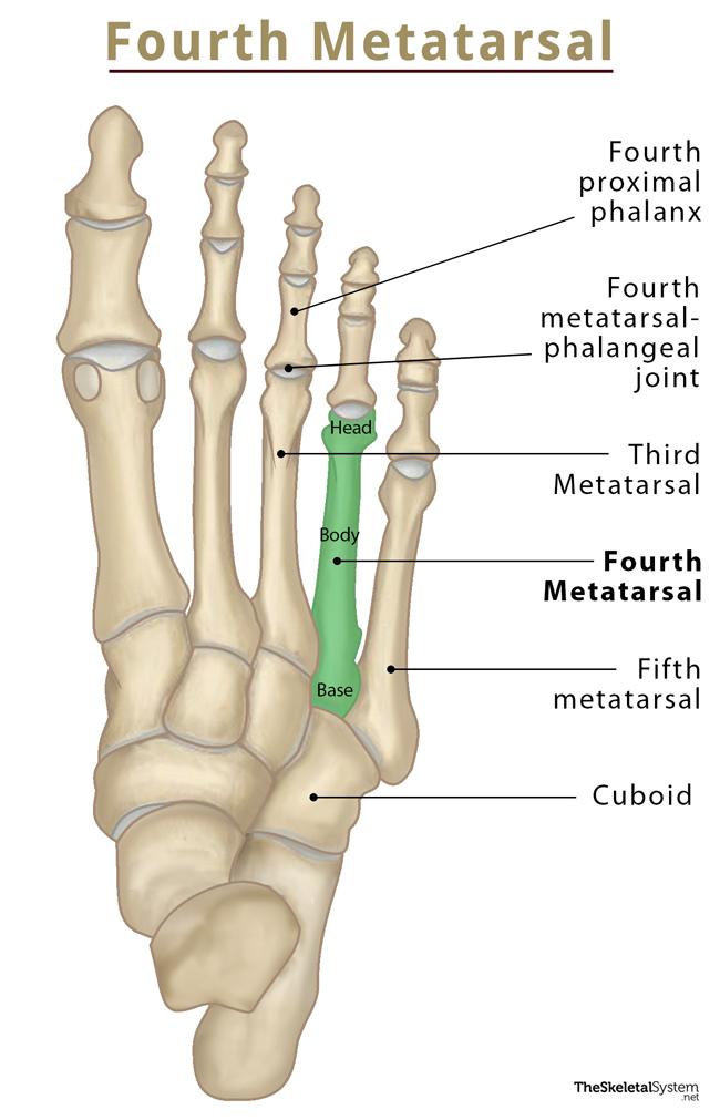Fourth Metatarsal Bone Location, Anatomy, & Diagram