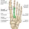 Tibia (Shin Bone): Definition, Location, Anatomy, & Diagrams