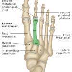 Tibia (Shin Bone): Definition, Location, Anatomy, & Diagrams