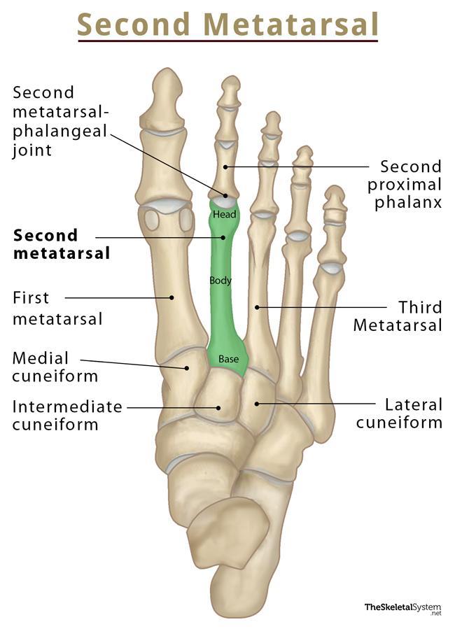 Second Metatarsal Bone Location, Anatomy, & Diagram
