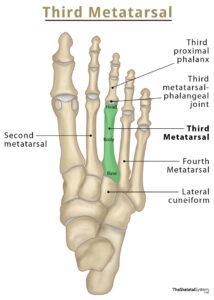 Third Metatarsal Bone Location, Anatomy, & Diagram