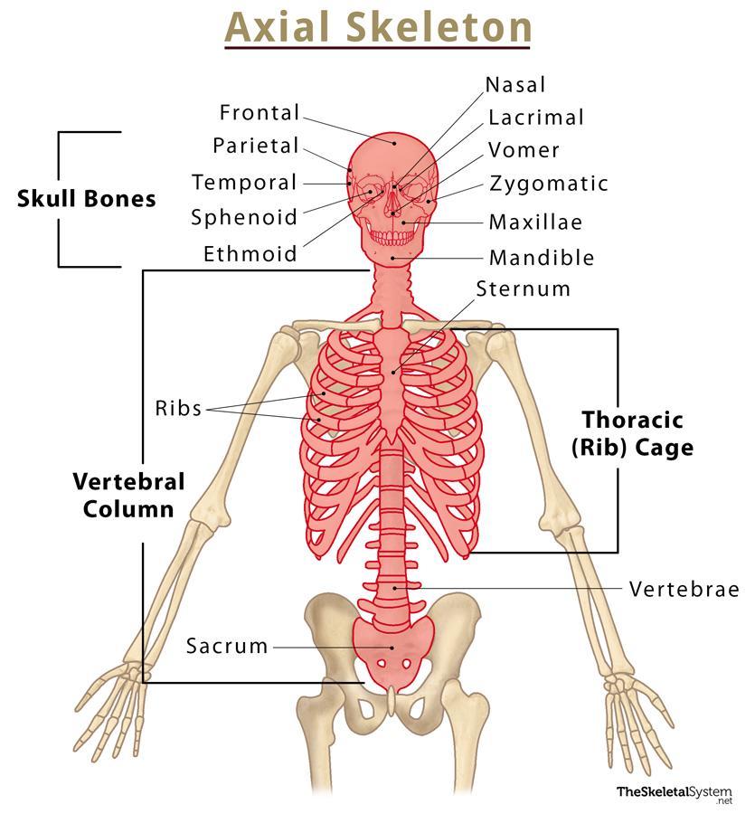 Human rib cage, jaw bones, neck vertabrae leading to