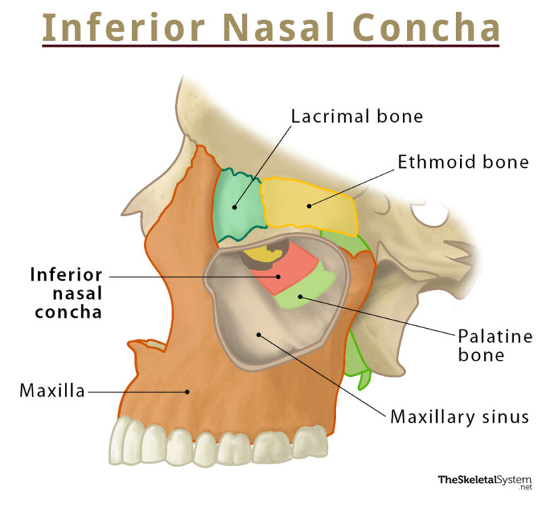 Nasal Conchae Anatomy, Structure, and Function - Inclusion