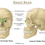 Inferior Nasal Concha: Location, Anatomy, & Functions With Diagram