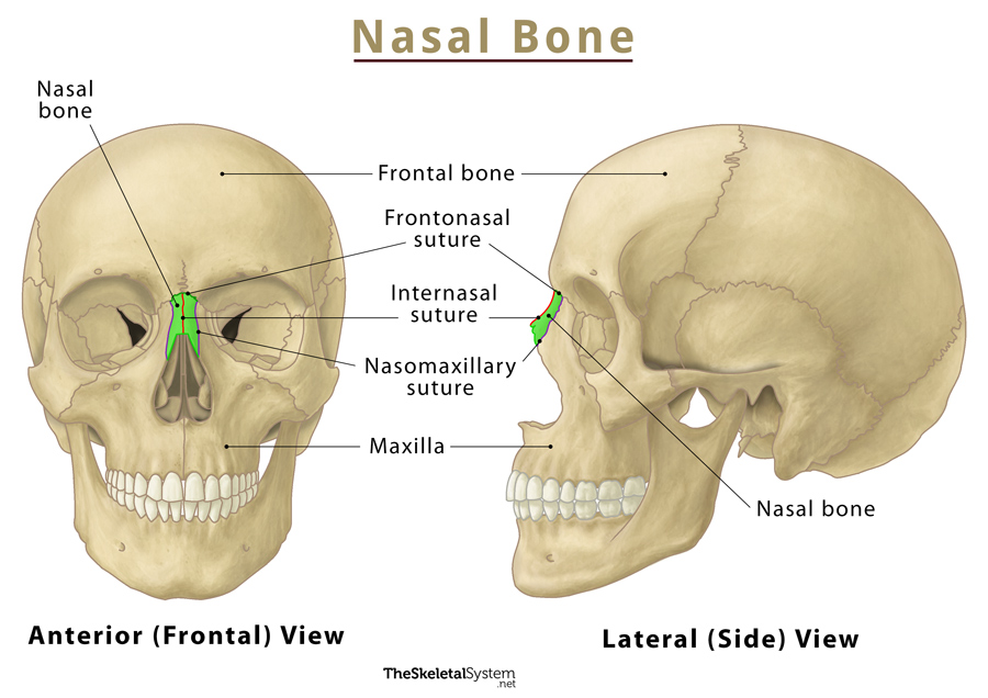 Nasal Bones Location Anatomy Functions With Diagram