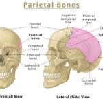 Inferior Nasal Concha: Location, Anatomy, & Functions With Diagram