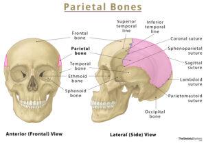 Parietal Bone – Location, Functions, Anatomy, & Diagram