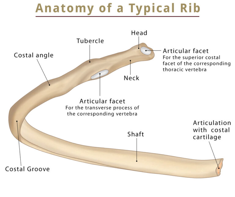 The Ribs: Location, Anatomy, Functions, & Labeled Diagram