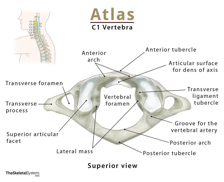 Atlas C1 Vertebra Anatomy Functions And Labeled Diagram 7743