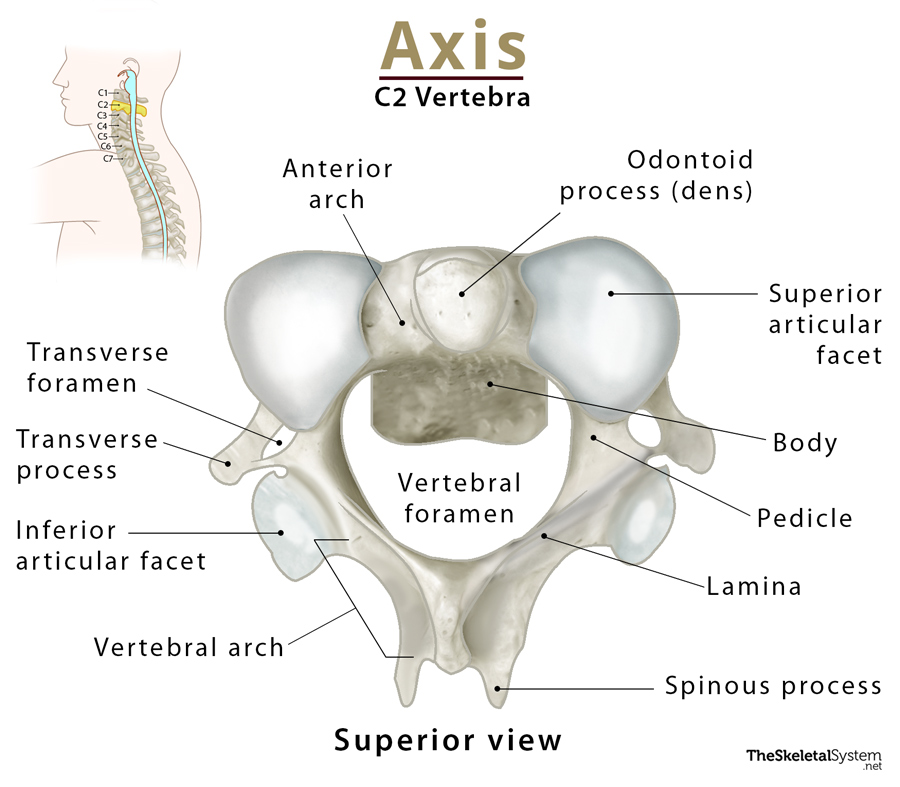 Axis C2 Vertebra Anatomy Functions And Labeled Diagram
