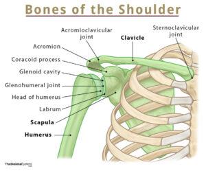 The Shoulder Bone Connected to the Song –  Unraveling the Mystery of the Clavicle