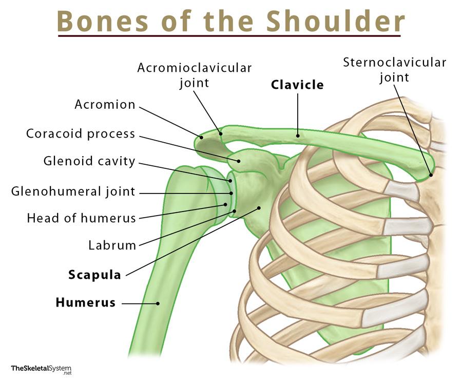 Anatomy Stock Images Upper Arm Bones Scapula Shoulder Blade Joint | My ...