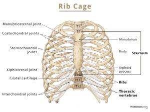 Rib Cage: Names of Bones, Anatomy, Functions, & Labeled Diagram