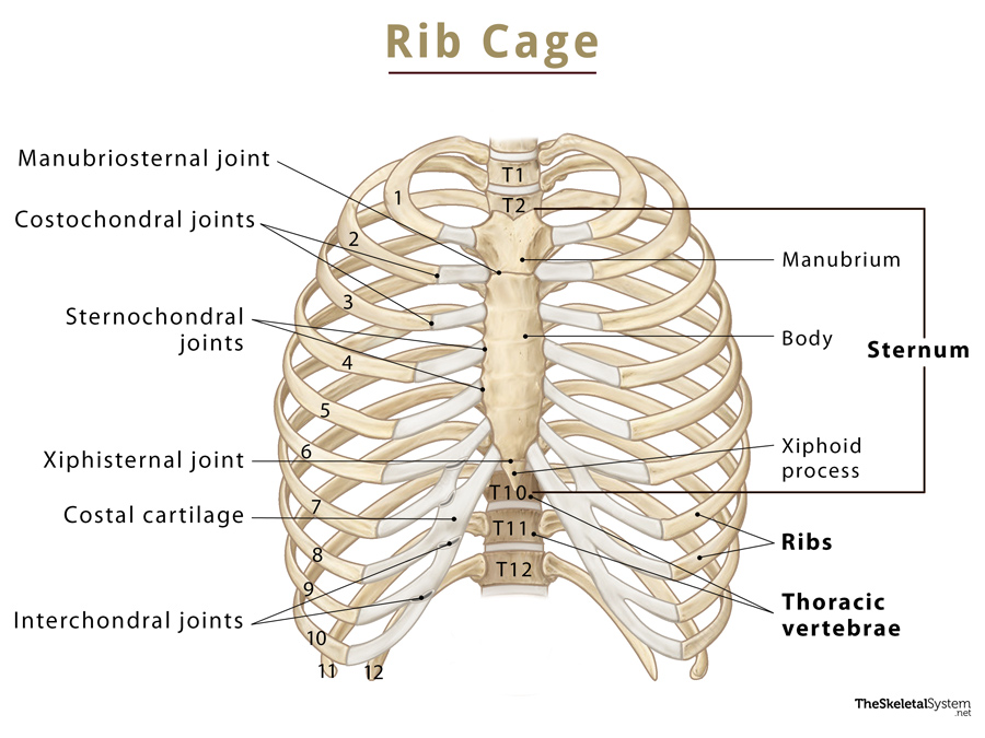 Rib Cage Names of Bones, Anatomy, Functions, & Labeled Diagram