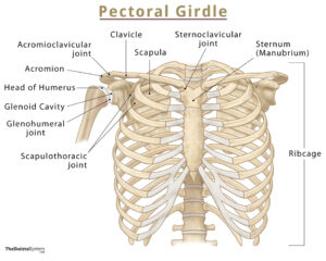 Pectoral (Shoulder) Girdle: Names of Bones, Functions, & Diagram