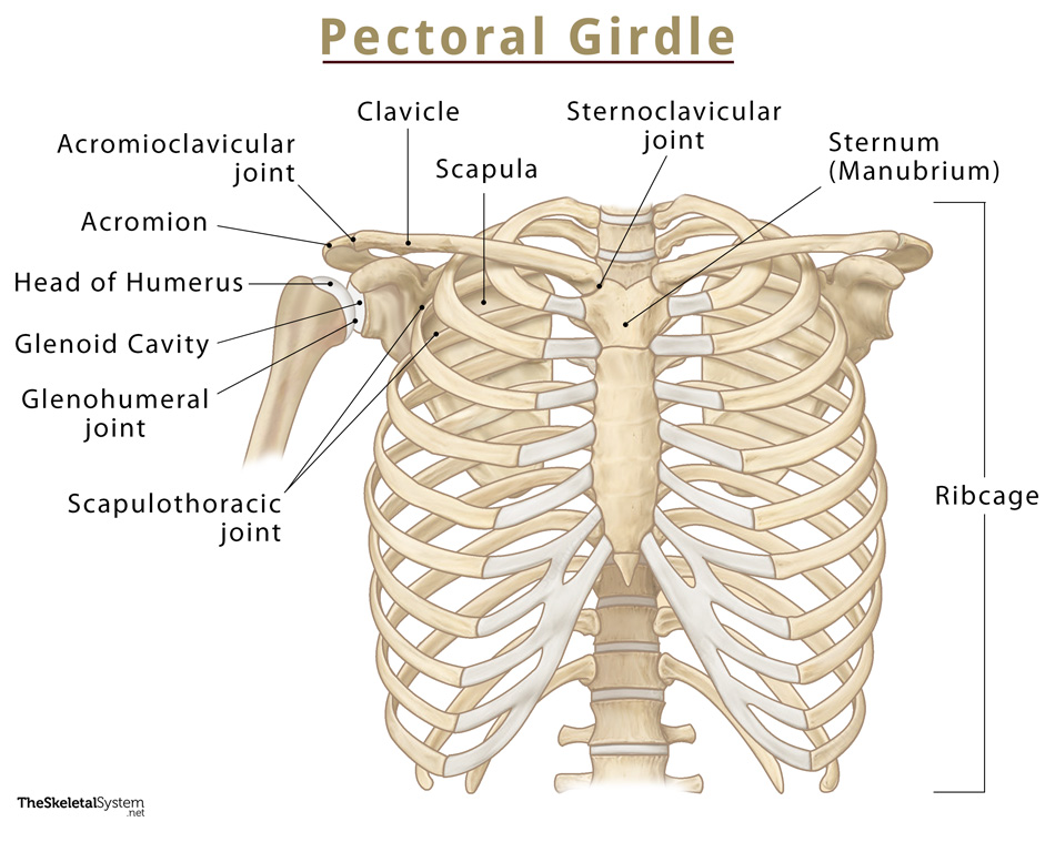 Shoulder joint & pectoral girdle Diagram